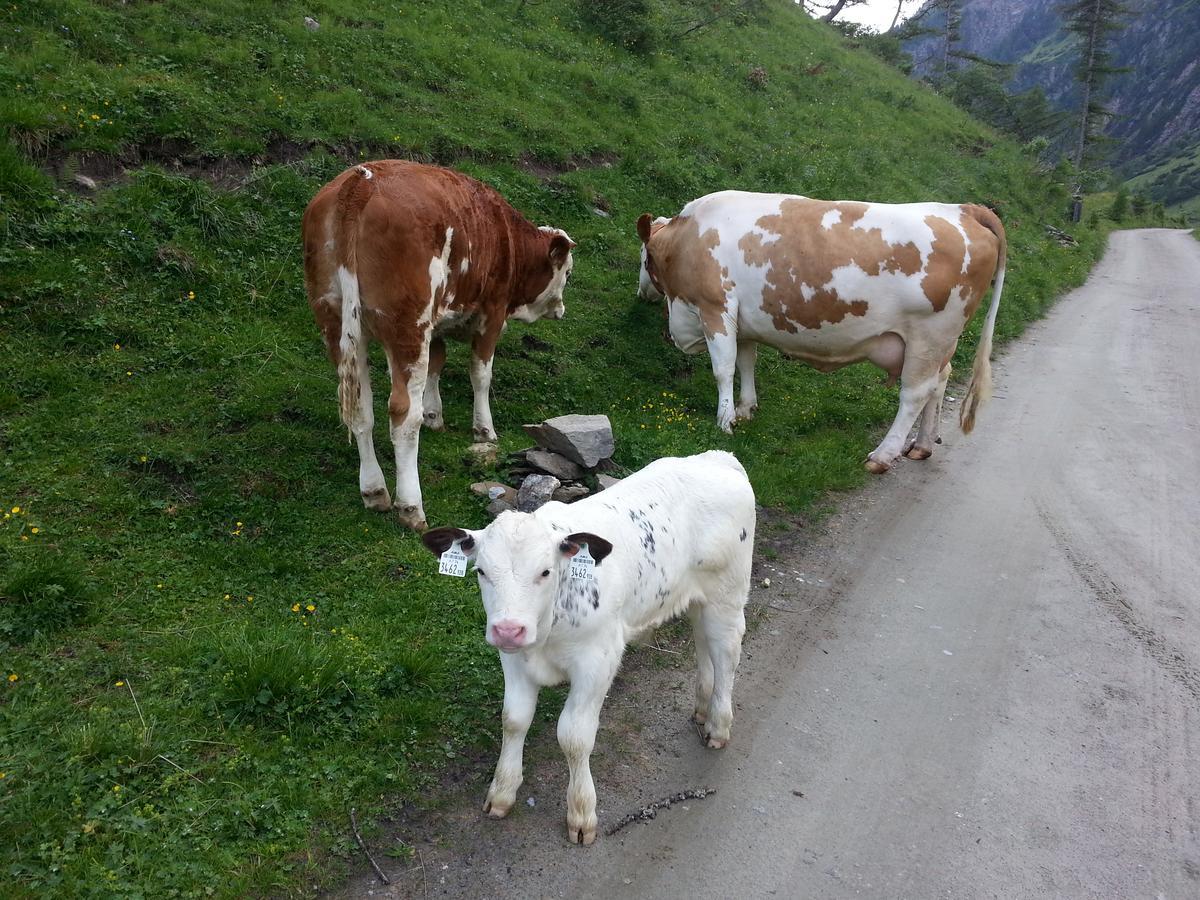 Apartmán Haus Ursula Kals-am Großglockner Exteriér fotografie
